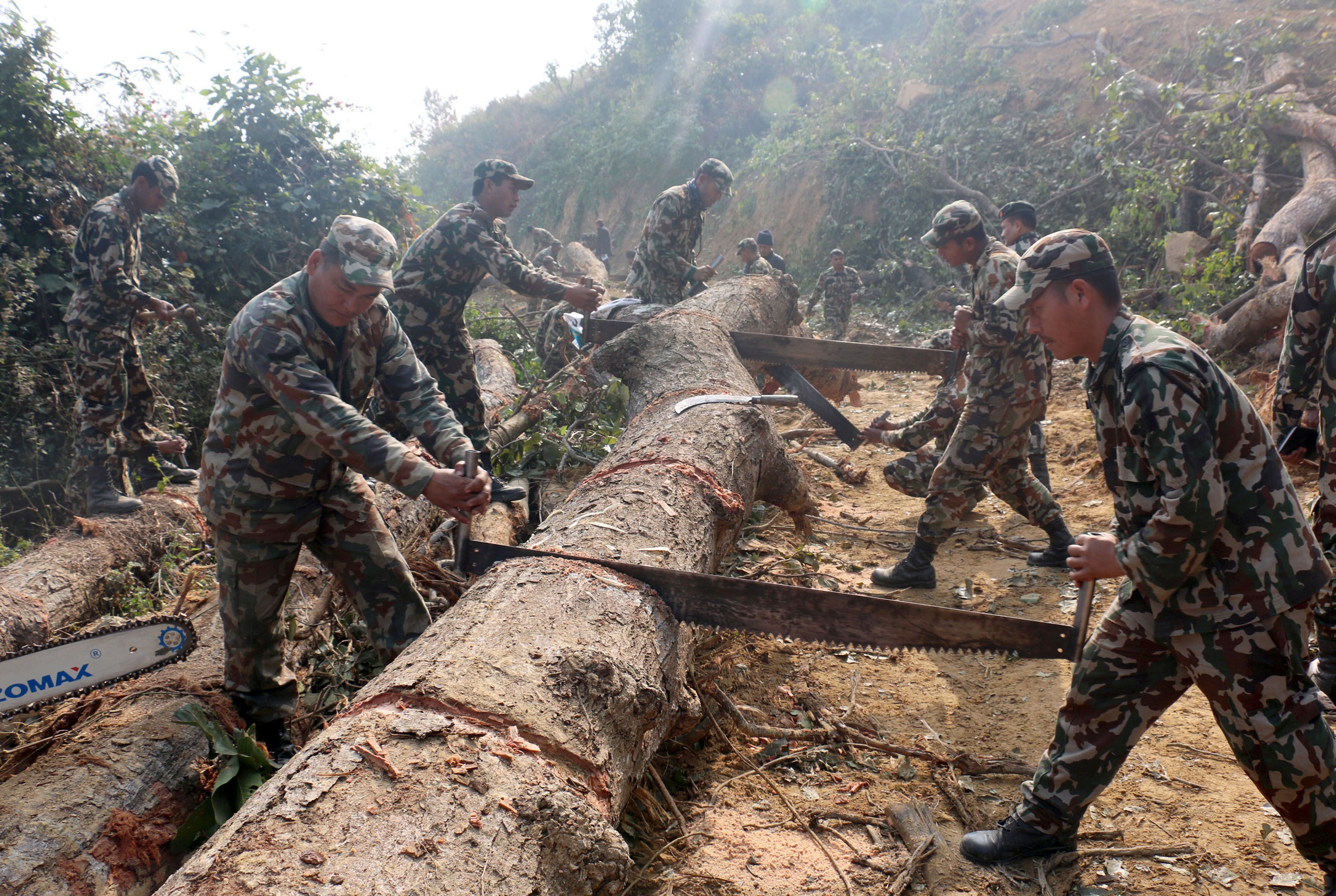 दुर्तमार्ग निर्माणका क्रममा सेनाले काट्यो २८ हजार रूख