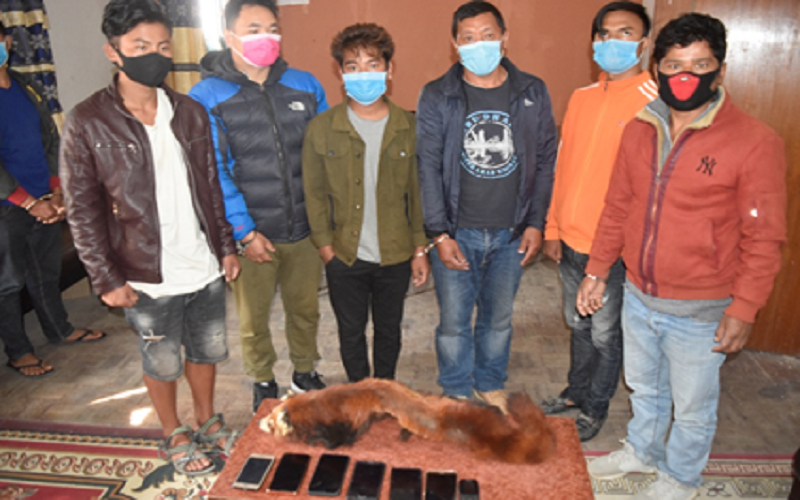 ललितपुरबाट रेडपान्डाको छालासहित ६ जना पक्राउ