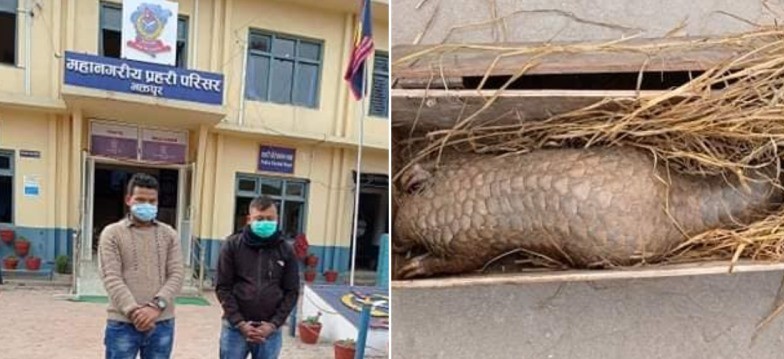 जिउँदो सालकसहित भक्तपुरबाट सशस्त्रका जवानसहित २ जना पक्राउ