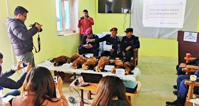 ७ वटा रेडपाण्डाको छाला र पासोसहित ३ जना पक्राउ