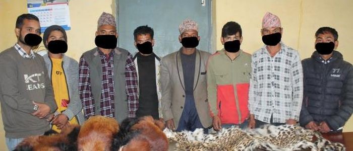 रेडपाण्डा र चितुवाको छालासहित ८ जना पक्राउ