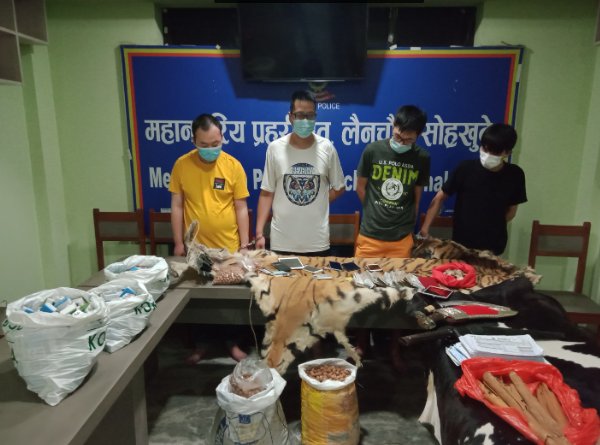 वन्यजन्तुको अखेटोपहार अवैध कारोबार तथा जुवातास सट्टेबाजीमा संलग्न ४ जना चिनियाँ पक्राउ
