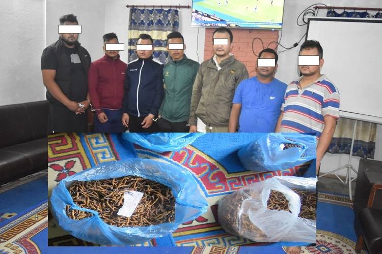 काठमाडौंमा व्यापारीको साथबाट लुटियो यार्सागुम्बा, ७ जना पक्राउ