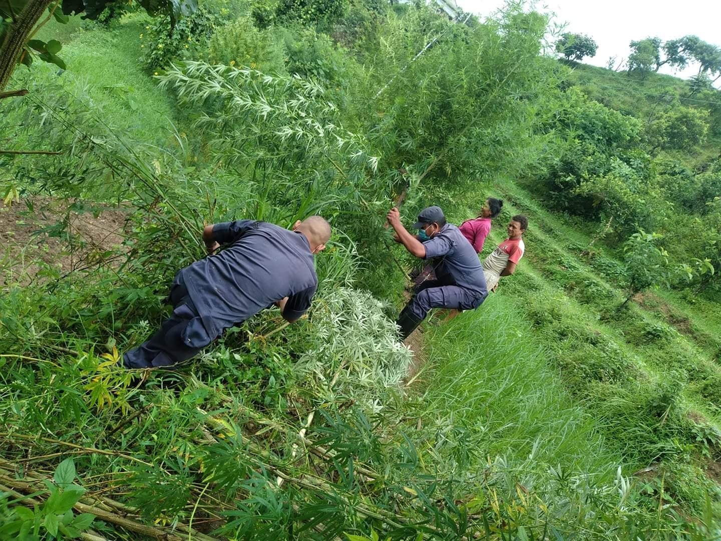 गोरखा प्रहरीद्वारा १ सय ५० बढी गाँजाका बोट फडानी गरी नष्ट