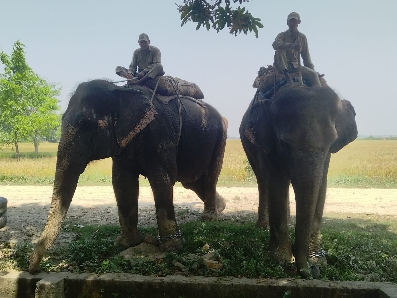 भारत लैजान लागेको हात्ती वीरगञ्जबाट नियन्त्रणमा