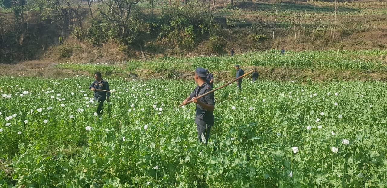 रोल्पामा मौलायो अफिमखेतीः नियन्त्रणमा समस्या