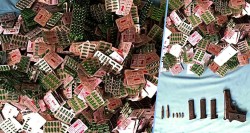 लागूऔषध कारोबारी पेस्तोलसहित पक्राउ