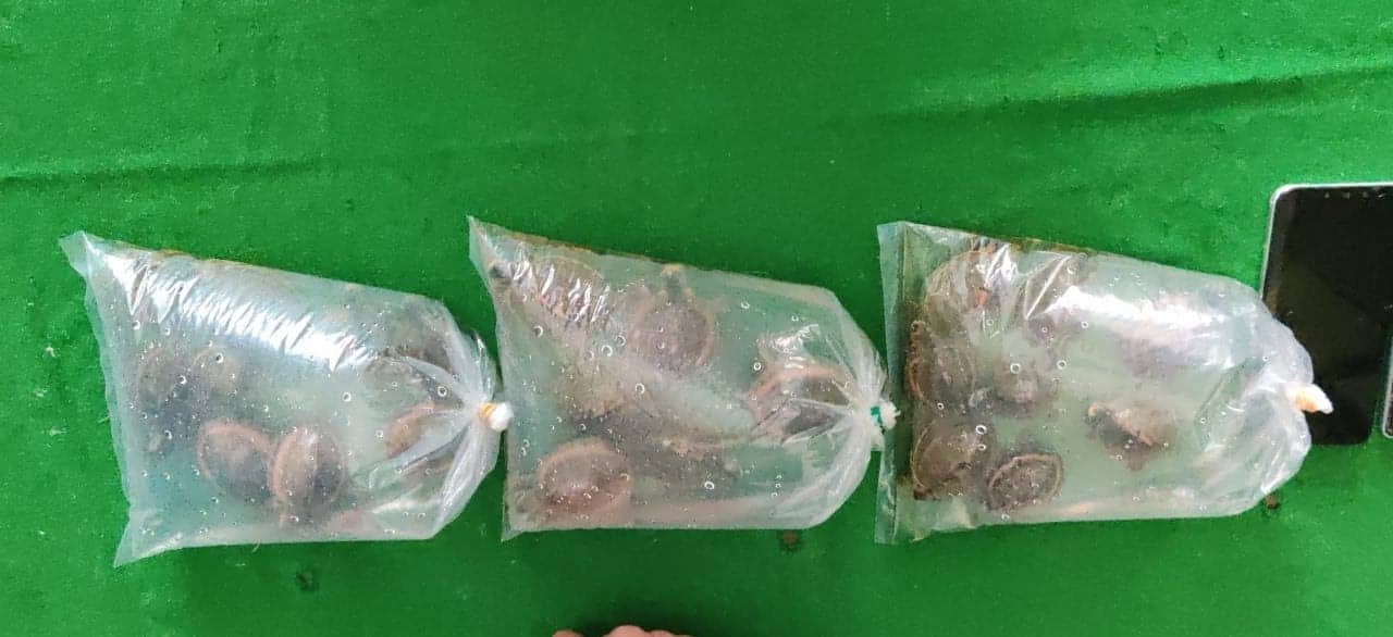 काठमाडौंमा २३ वटा कछुवासहित २ जना पक्राउ