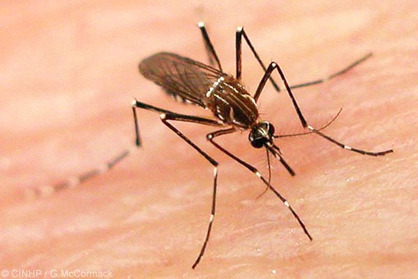 डेंगु चुनौती बन्दैः एकै खालको भाइरसको संक्रमणमा दक्षिण एसिया
