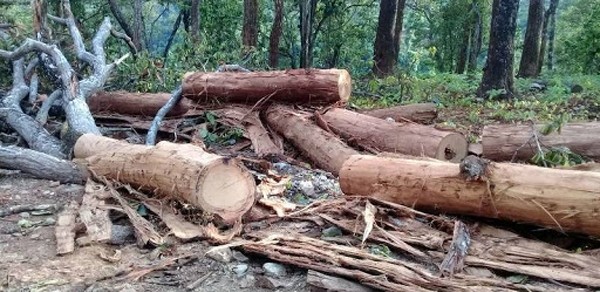 निषेधाज्ञामा वन तस्करी बढ्यो