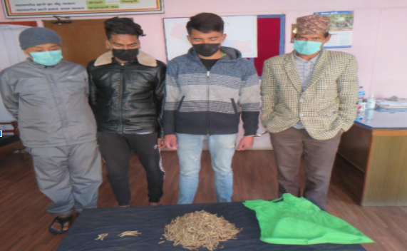 काठमाडौंमा यार्सागुम्बासहित चार जना पक्राउ