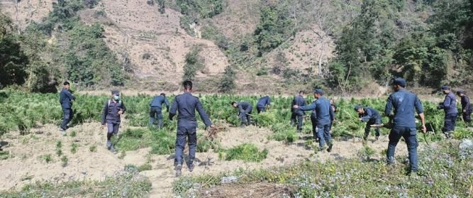 प्रहरीद्वारा ३० बिगाहा जग्गामा लगाएको गाँजा खेती नष्ट