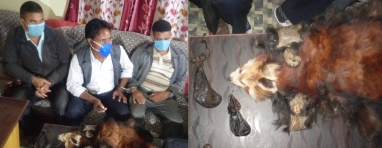दुर्लभ बन्यजन्तुको ओखेटोपहारसहित ३ जना पक्राउ