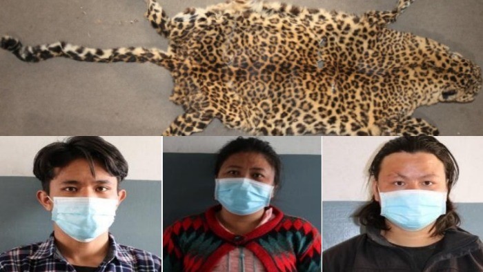 काठमाडौंबाट चितुवाको छालासहित एक युवती र दुई जना युवक पक्राउ