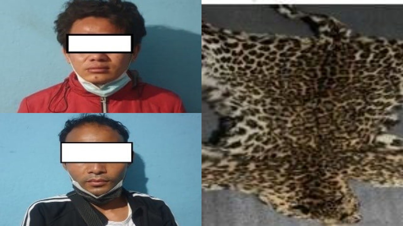 काठमाडौंमा चितुवाको छाला बेचेर ६ लाख कमाउन खोज्दा...