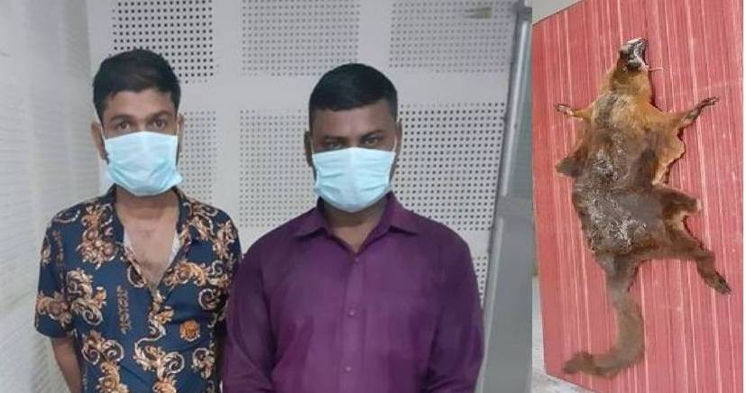 रेडपाण्डाको छालासहित २ जना पक्राउ