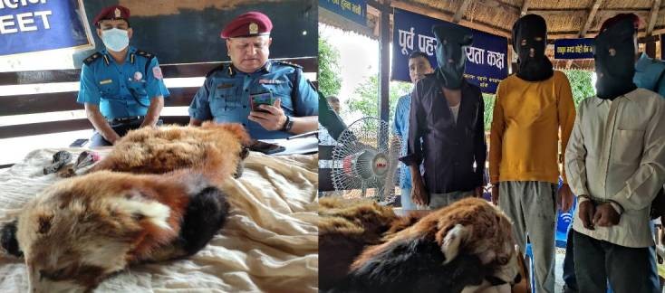 रेडपाण्डाको छाला र भालुको पित्तसहित दाङका ३ जना बाँकेबाट पक्राउ