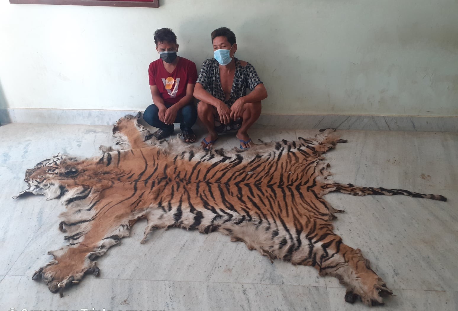 पाटे बाघको छालासहित २ जना पक्राउ