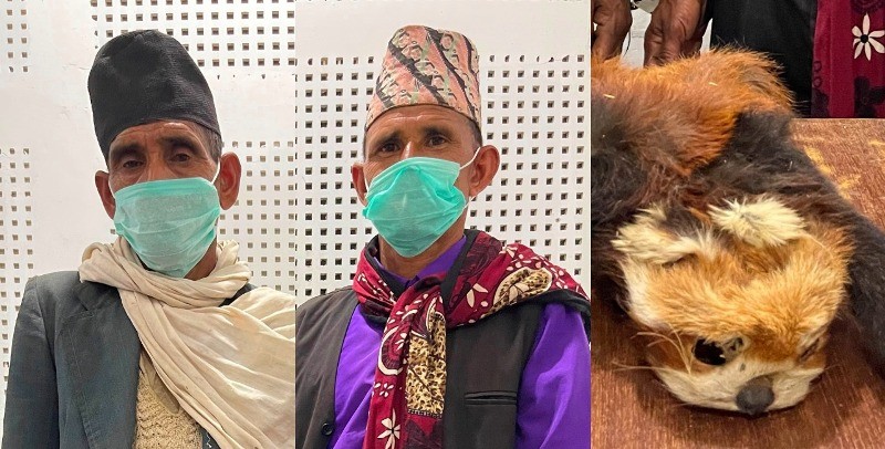 दाङमा रेडपाण्डाको छालासहित २ जना पक्राउ