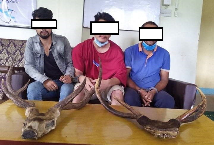 दाङमा जरायोको सिङसहित ३ जना पक्राउ