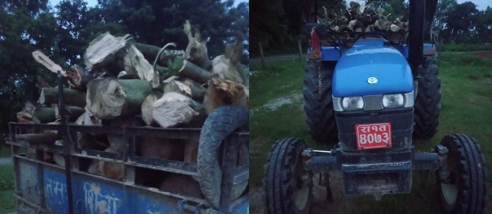 दाङमा अवैध गोलिया काठसहित २ जना पक्राउ