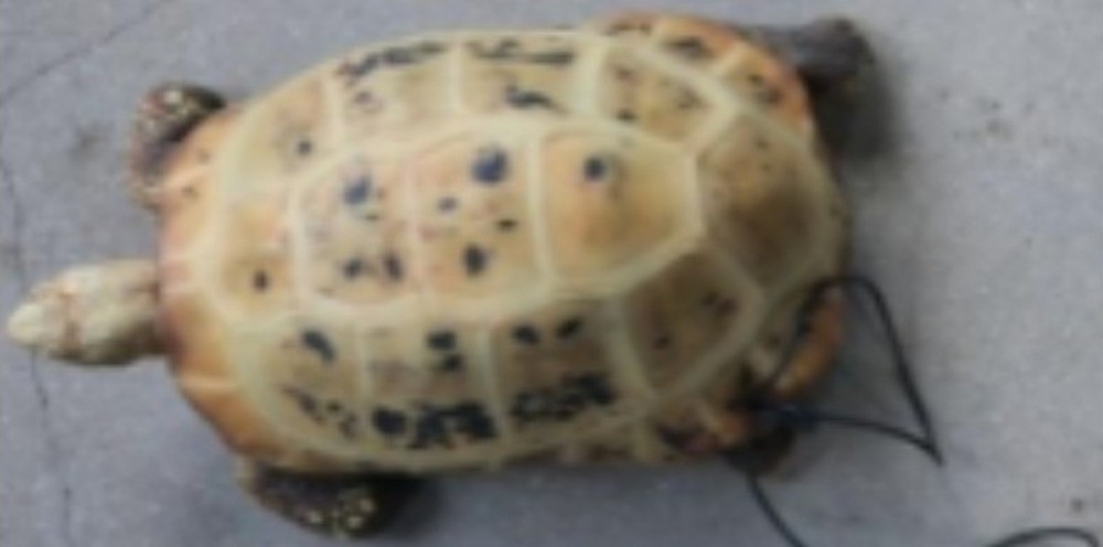 कछुवासहित ३ जना पक्राउ