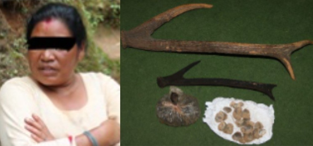 काठमाडौंमा जरायोको सिङ र सालको खपटासहित महिला पक्राउ