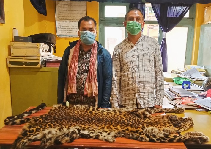 चितुवाको छालासहित २ जना पक्राउ