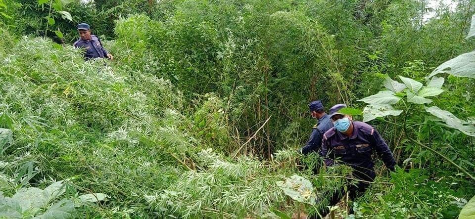 गोरखा प्रहरीद्वारा ४ सय बढी गाँजाका बोट फडानी गरी नष्ट