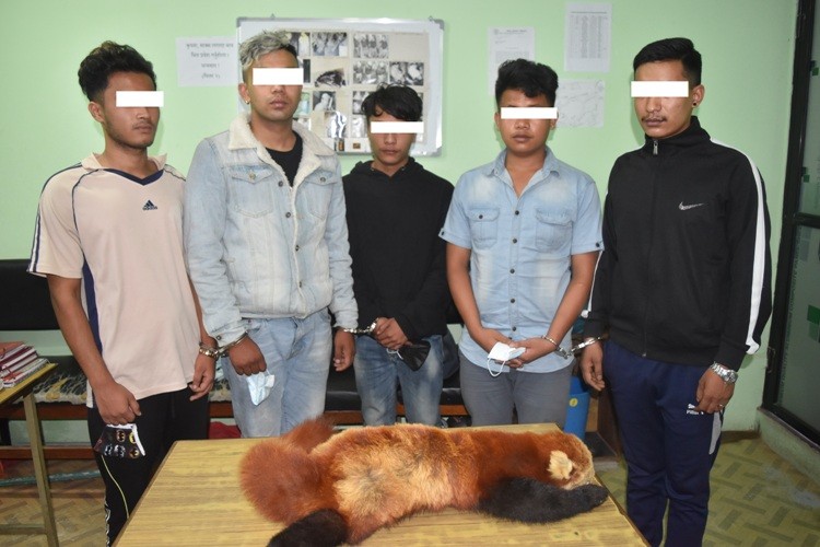 काठमाडौंमा रेडपाण्डाको छालासहित ५ जना पक्राउ