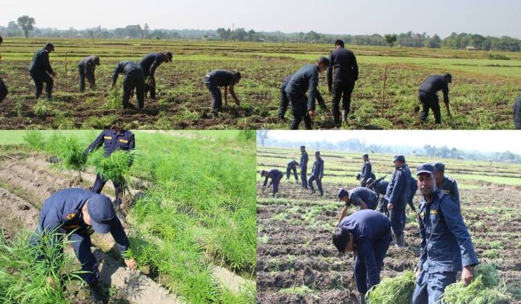 प्रहरीद्वारा २ लाख २० हजार गाँजाको बोट नष्ट