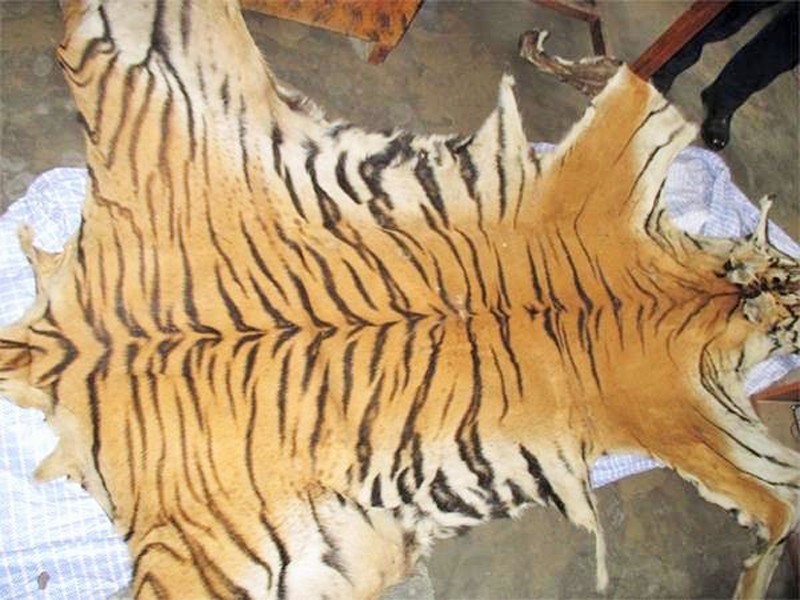 दाङमा बाघको छालासहित ४ जना पक्राउ