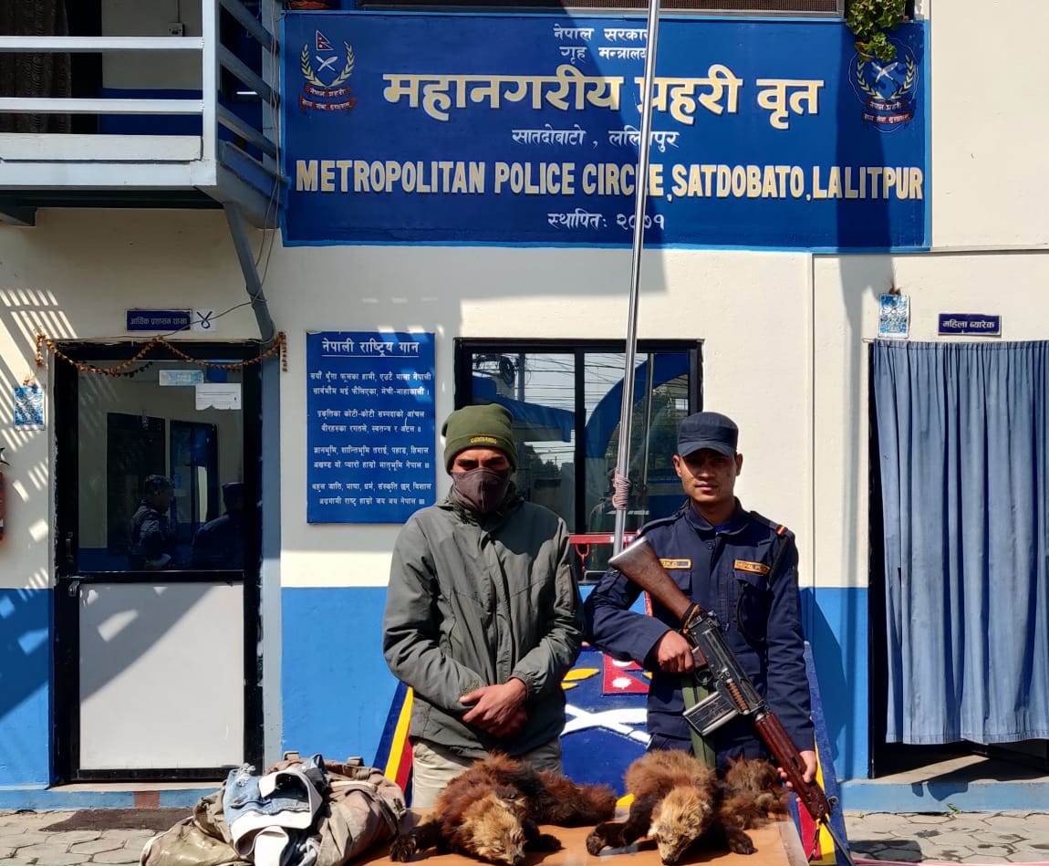 दुईवटा रेडपाण्डाको छालासहित युवक पक्राउ