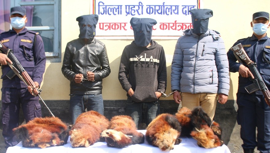 दाङमा रेडपाण्डाको छालासहित रोल्पाका ३ जना युवक पक्राउ