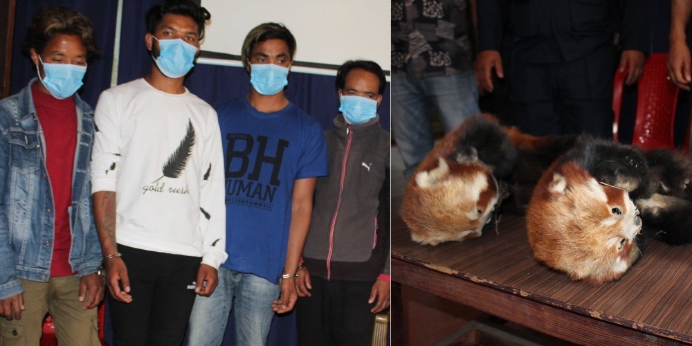 बाँकेमा रेडपाण्डाको छालासहित ४ जना पक्राउ