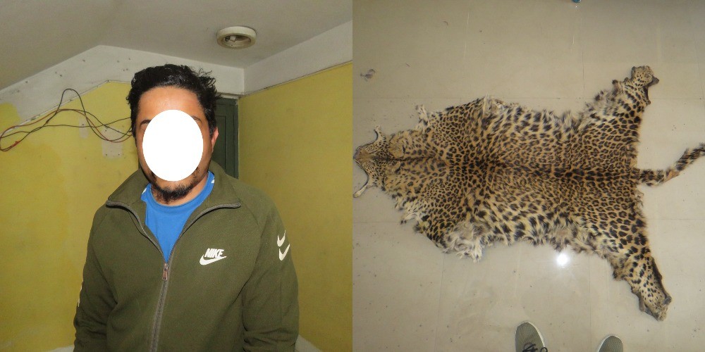 ललितपुरमा चितुवाको छालासहित एक युवक पक्राउ