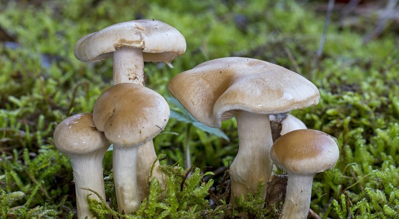 दाङमा जङ्गली च्याउ खाँदा ६ जना बिरामी