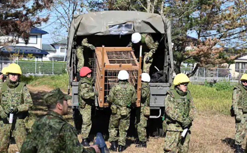 जापान भालु मार्न सेना परिचालन