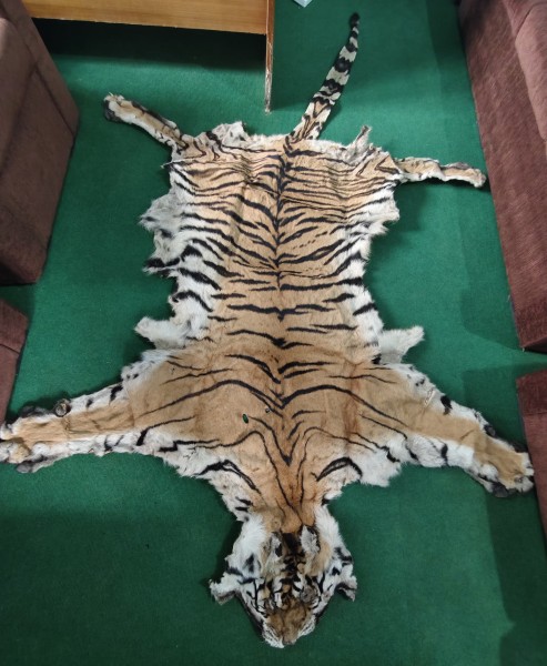 दाङमा बाघको छालासहित तीनजना पक्राउ