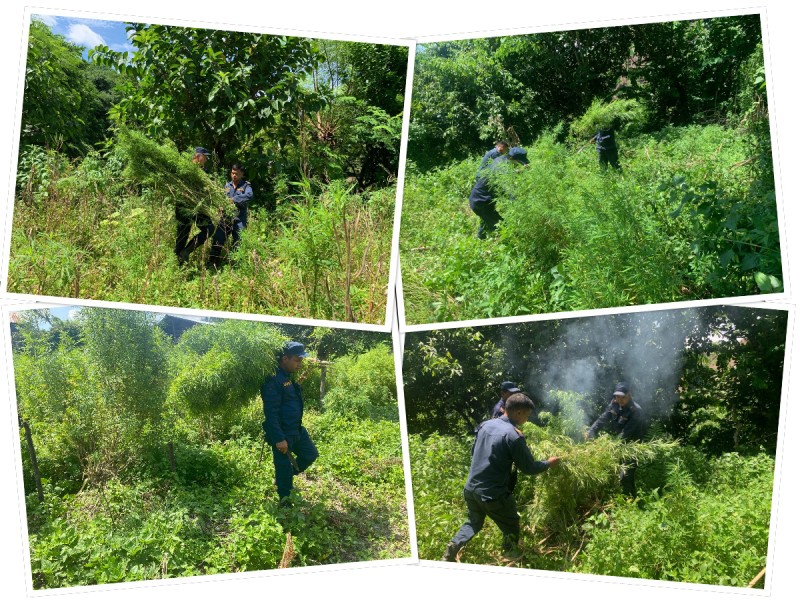 गाँजाका आठ हजार बोट तथा बेर्ना नष्ट